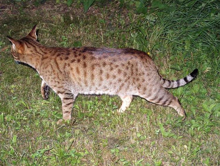 同为猫科动物猫和老虎到底有什么区别「同为猫科动物猫和老虎到底有什么区别」