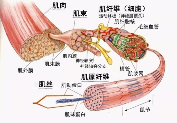 为什么肌肉不大力量大「为什么有些人肌肉看上去不大力量却很强」