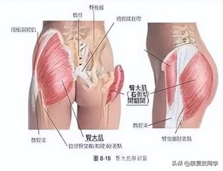 肌肉拉伤如何康复训练「肌肉拉伤的处理方法及其康复训练」