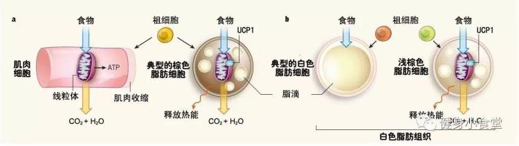 冬天容易增肌吗「冬天更适合增肌没错但如果它只是你放纵的借口呢」