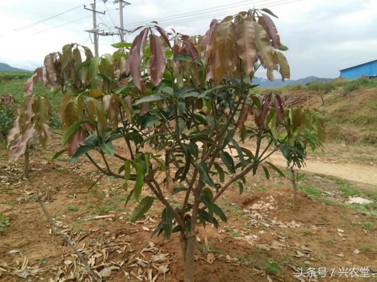 苍蝇可以帮助传粉吗「你是在逗我吗苍蝇也能用来传粉这种东西到底是什么」