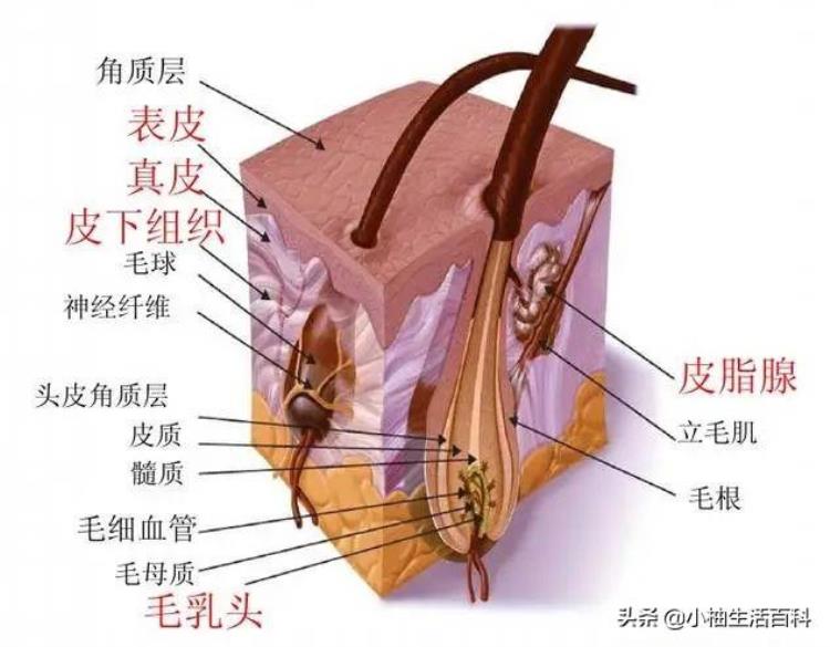 头皮松弛衰老远比其它部位衰老可怕怎么办「头皮松弛衰老远比其它部位衰老可怕」