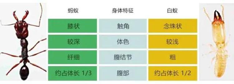 白蚂蚁怎么消灭 上海「上海白蚁热搜第一为何突然大量出现如何消杀」