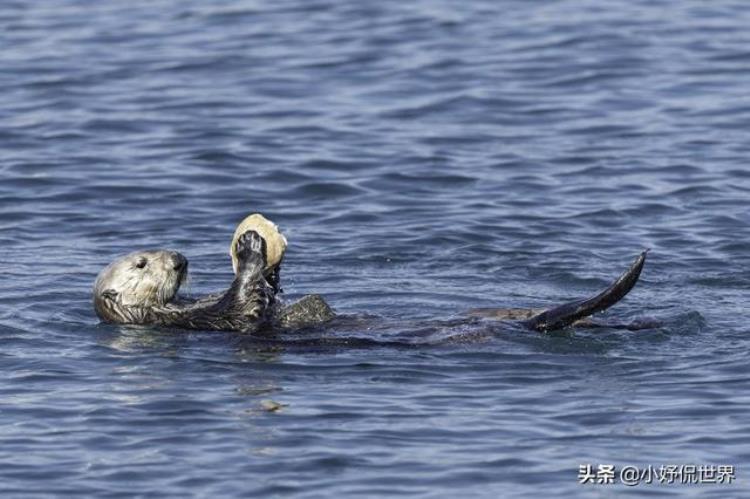 水獭的了解「在世界水獭日即将到来的今天谈谈水獭的7个有趣事实」