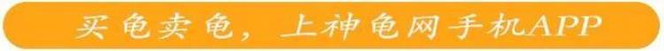 龟壳上长黑点「养殖户和龟身上冒出这样的小黑点千万别大意可能致命」