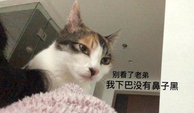 猫咪长黑下巴怎么治「你的猫咪也长了黑下巴不用担心超全的预防与治疗都在这里」