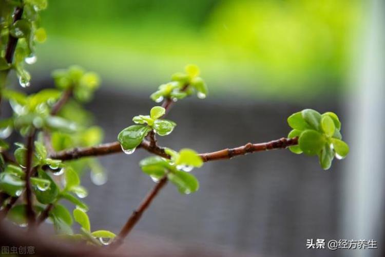 小孩子长头皮屑是因为风寒侵扰了小孩子的肾经