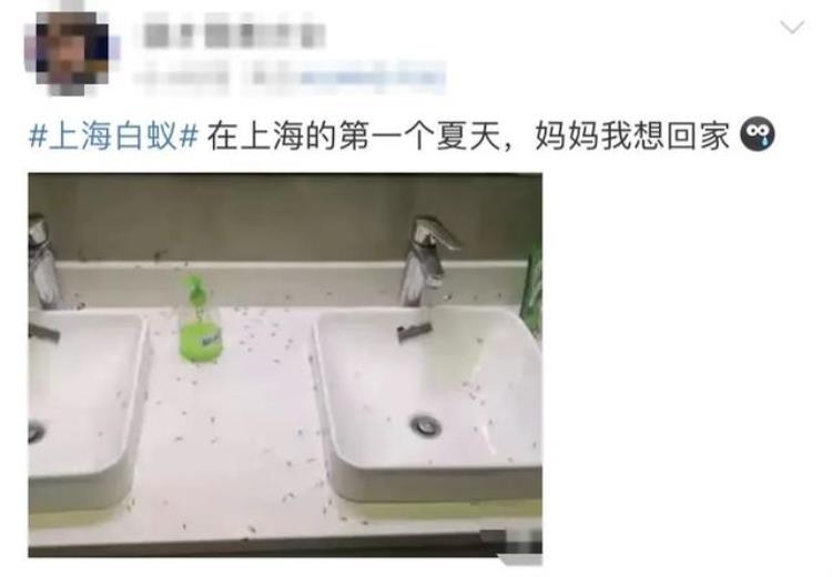 白蚂蚁怎么消灭 上海「上海白蚁热搜第一为何突然大量出现如何消杀」