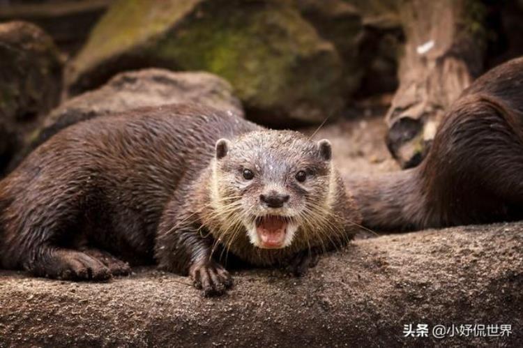 水獭的了解「在世界水獭日即将到来的今天谈谈水獭的7个有趣事实」