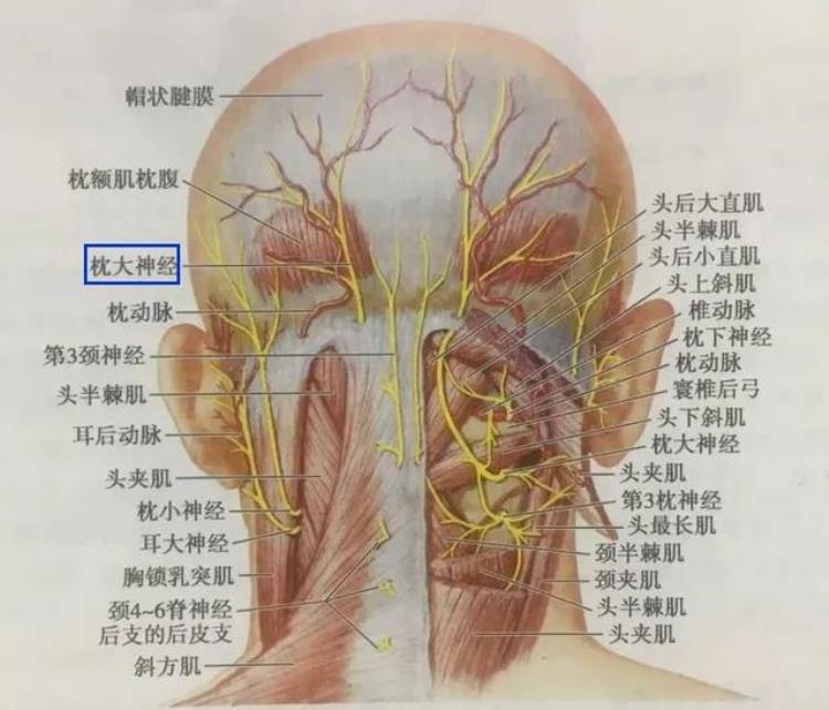 低头会压迫神经吗「这根神经最怕你低头头疼头麻是被压迫的表现」