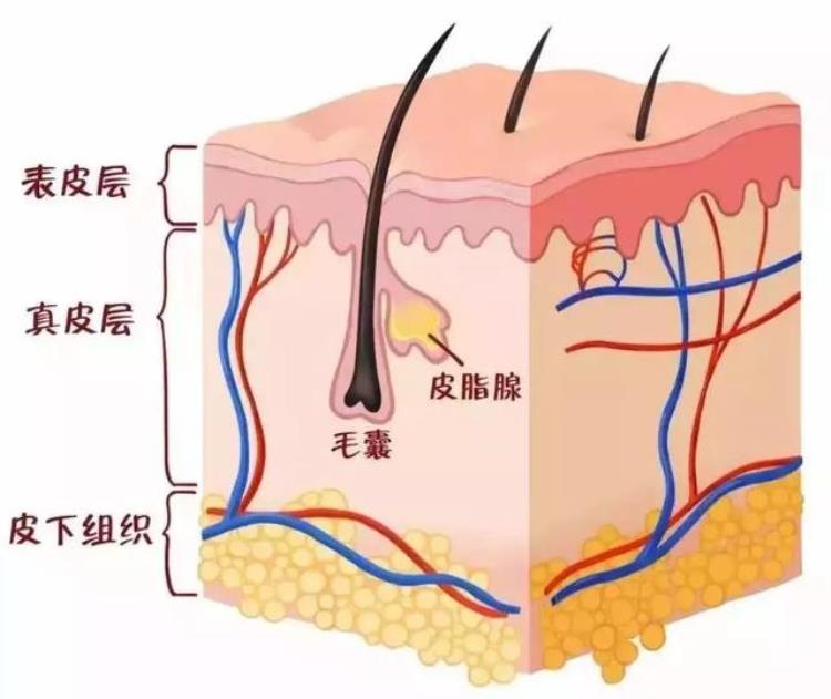 头皮的毛病「头皮也会生病快来看看这些症状你有没有」