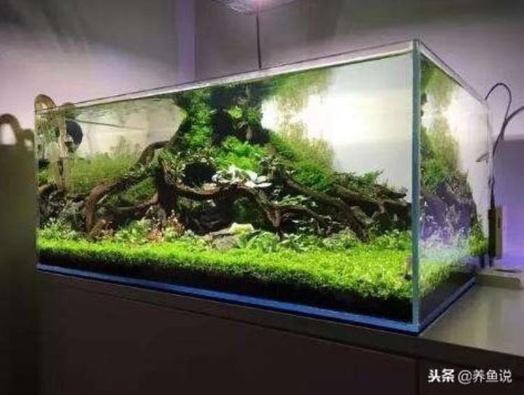 鱼缸水浑浊的原因是什么「鱼缸水质浑浊常见的3种原因每种情况具体分析别急着换水」