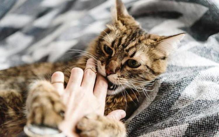 摸一下猫咪就回头咬「猫咪求抚摸却突然咬你其实翻脸有预兆学会就不怕被咬」