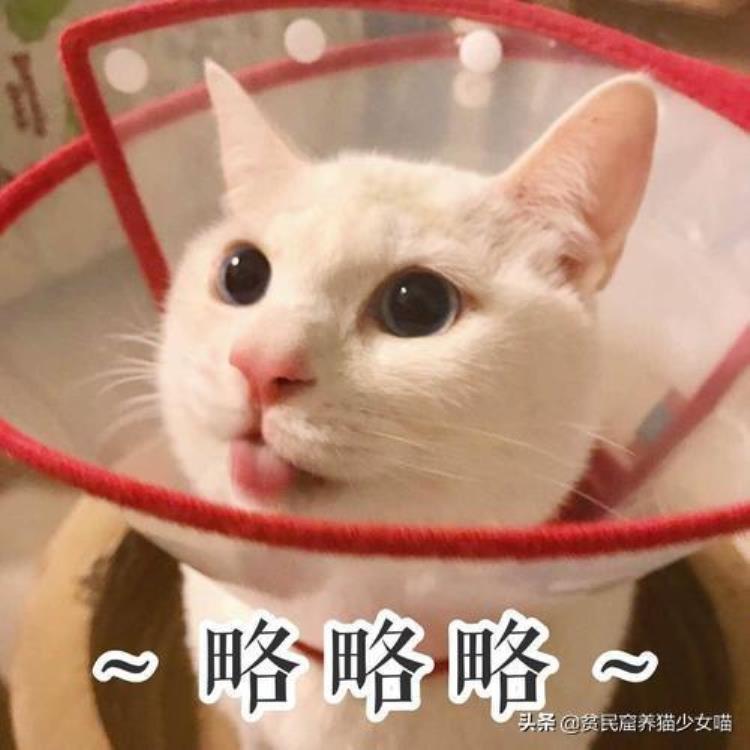 猫咪的黑下巴越来越严重怎么办「辟谣猫咪黑下巴不是病不用治别傻了这样只会越拖越严重」