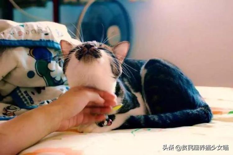 猫咪的黑下巴越来越严重怎么办「辟谣猫咪黑下巴不是病不用治别傻了这样只会越拖越严重」