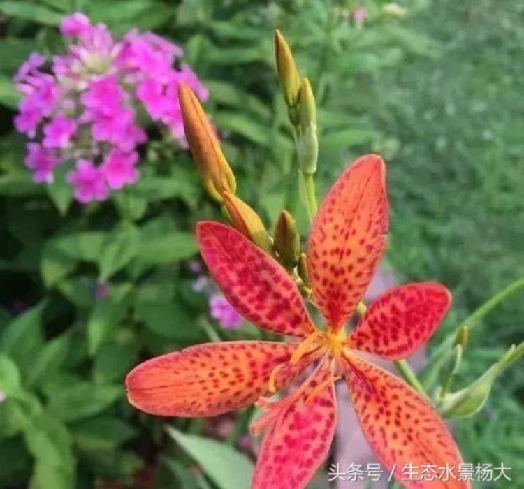 水陆缸鱼缸「国外大神的水陆缸真的把我美哭了」