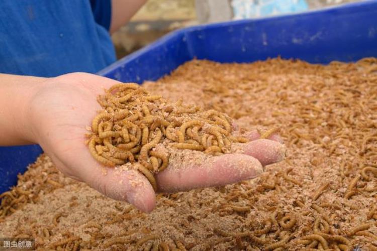 面包虫饲养技术「面包虫来喂鸡少生病利润高面包虫的全面养殖技术」