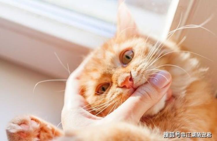 摸一下猫咪就回头咬「猫咪求抚摸却突然咬你其实翻脸有预兆学会就不怕被咬」