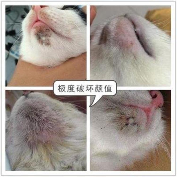 猫咪的黑下巴越来越严重怎么办「辟谣猫咪黑下巴不是病不用治别傻了这样只会越拖越严重」