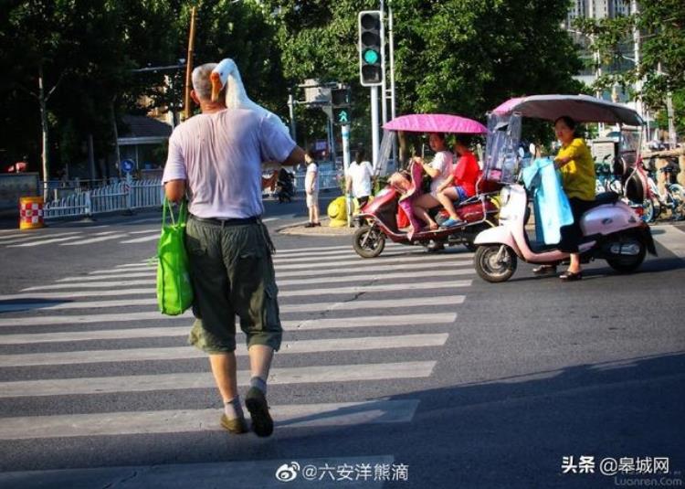 城市网红鹅围观六安张大爷遛鹅