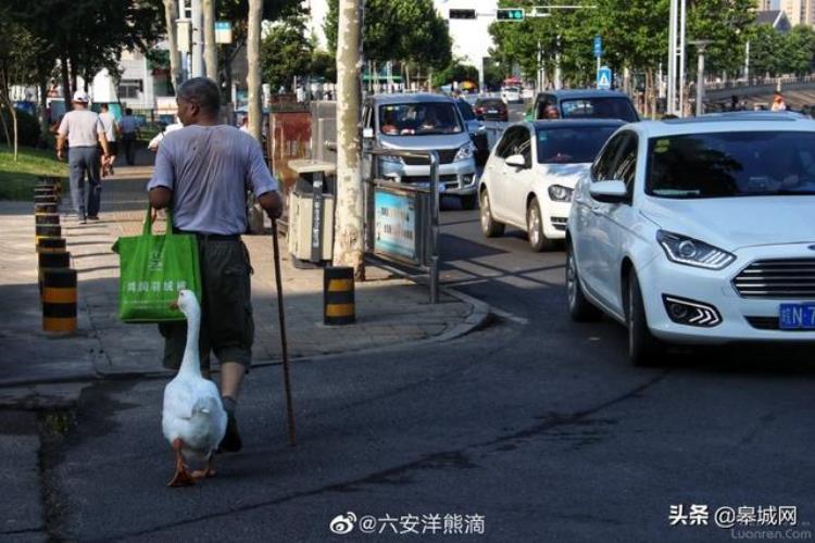 城市网红鹅围观六安张大爷遛鹅