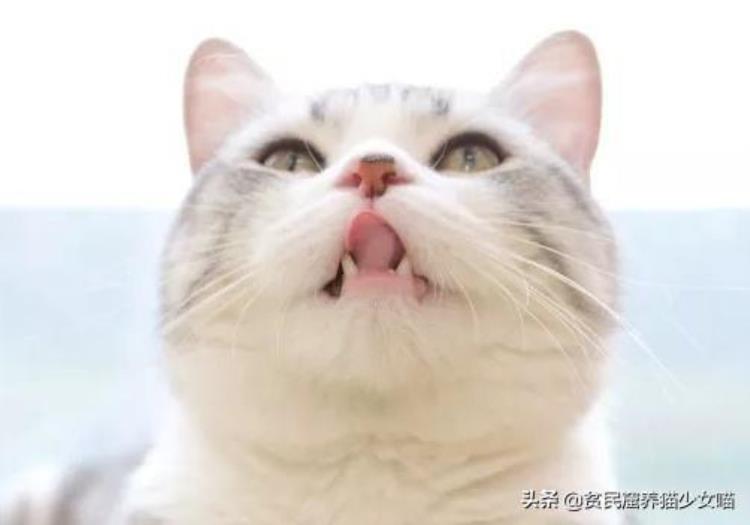 猫咪的黑下巴越来越严重怎么办「辟谣猫咪黑下巴不是病不用治别傻了这样只会越拖越严重」