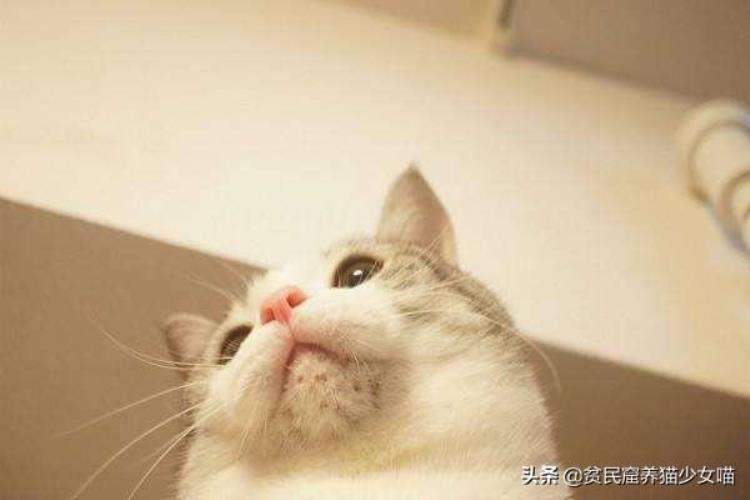 猫咪的黑下巴越来越严重怎么办「辟谣猫咪黑下巴不是病不用治别傻了这样只会越拖越严重」