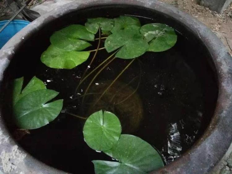 鱼缸的水清澈但有腥味「开缸初期鱼缸里没有过多杂质鱼腥味是从哪里来的呢」