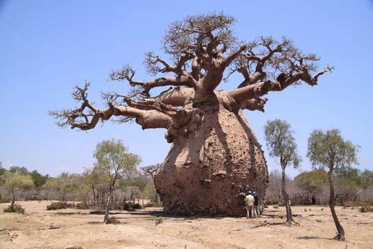 6000年大树里开酒吧非洲人太会玩如今这种树却濒临绝种