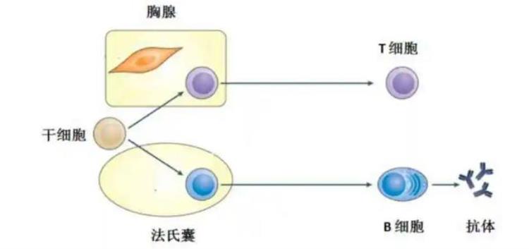 打过疫苗会得新冠病毒吗「人到底会感染几次新冠病毒为何有些疫苗能终身免疫有些不行」