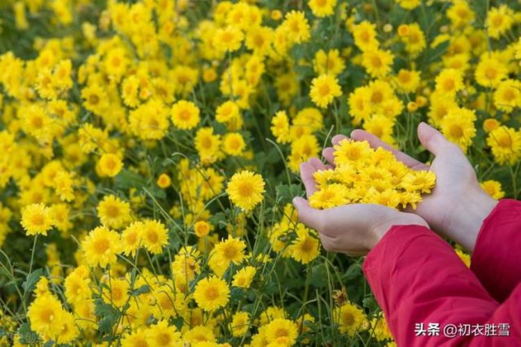 关于陶渊明菊花的诗「菊花以及陶渊明菊诗两首采菊东篱下缅焉起深情」