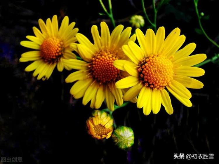 关于陶渊明菊花的诗「菊花以及陶渊明菊诗两首采菊东篱下缅焉起深情」