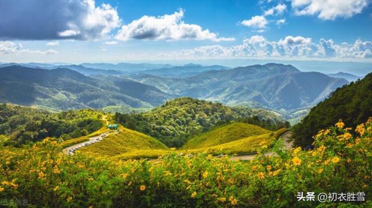 关于陶渊明菊花的诗「菊花以及陶渊明菊诗两首采菊东篱下缅焉起深情」