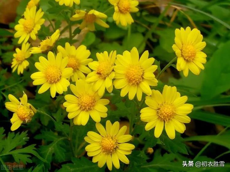 关于陶渊明菊花的诗「菊花以及陶渊明菊诗两首采菊东篱下缅焉起深情」