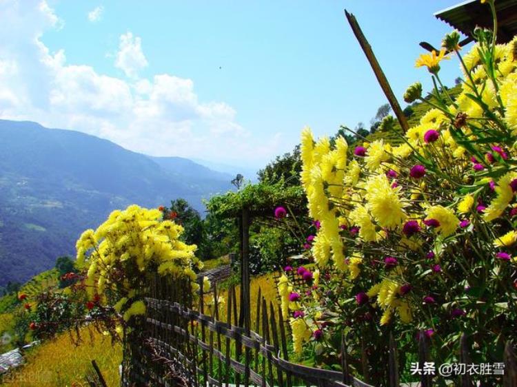 关于陶渊明菊花的诗「菊花以及陶渊明菊诗两首采菊东篱下缅焉起深情」