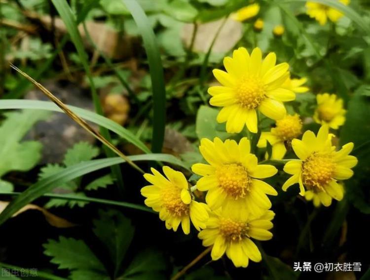 关于陶渊明菊花的诗「菊花以及陶渊明菊诗两首采菊东篱下缅焉起深情」