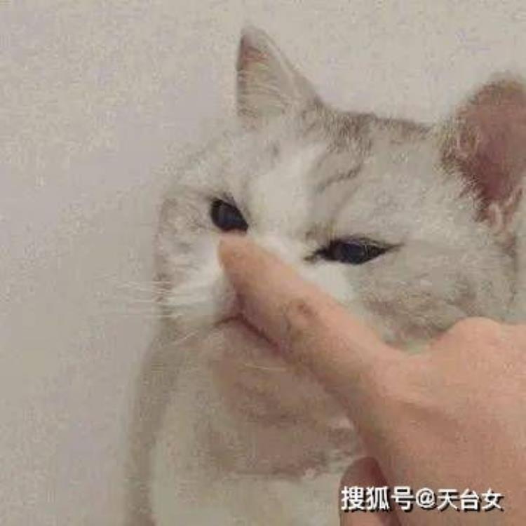 猫打过疫苗了人被咬要打疫苗吗,被猫抓伤10天还有必要打疫苗吗