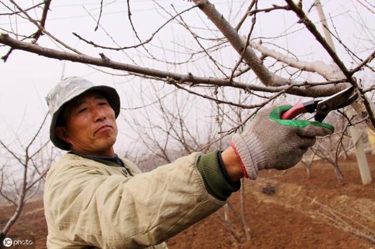 秋后果树开花怎么回事「有的果树在秋季又开花是咋回事秋季开的花会不会结果肯定不会」