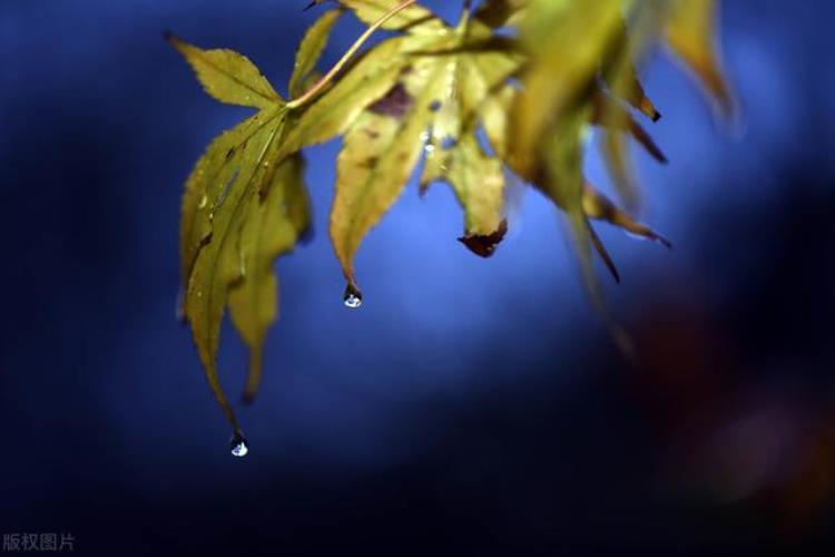 为什么说一场秋雨一场凉「为什么说一场秋雨一场寒今年的秋天又下雨了你那冷了吗」