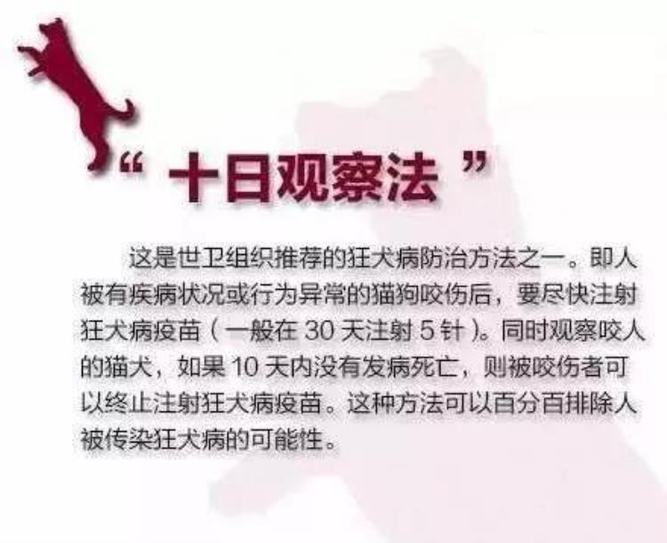 多次注射狂犬病疫苗对身体有没有危害「多次注射狂犬病疫苗对身体有没有危害」