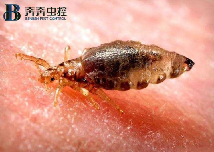 如何消灭家里的臭虫「家里发现臭虫应该怎么消灭它们」