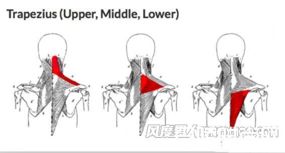 斜方肌锻炼方法 正确的锻炼动作图解