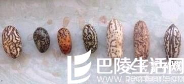 千眼菩提新果和老果有什么区别？鉴别千眼菩提新果和老...