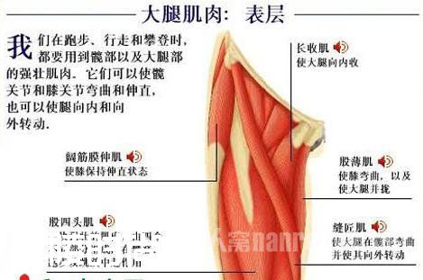 腿部肌肉锻炼 男人给不给力关键就靠他它