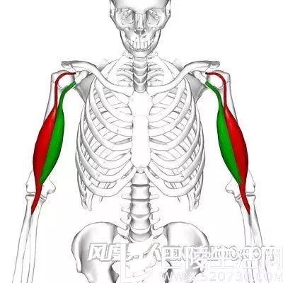 健身肱二头肌怎么练出来 这些误区要避免