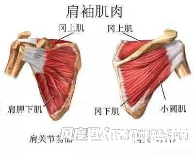 男人怎么练出好看的肩部