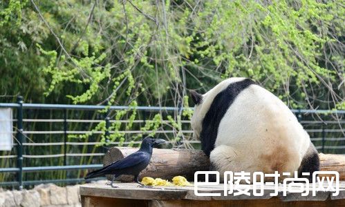 乌鸦拔熊猫毛搭窝？哈哈笑死了 中国哪些地方可以看到大熊猫