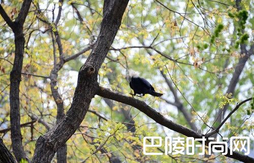 乌鸦拔熊猫毛搭窝？哈哈笑死了 中国哪些地方可以看到大熊猫