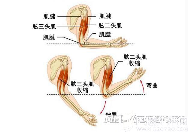 男人肱二头肌锻炼计划 练出麒麟臂