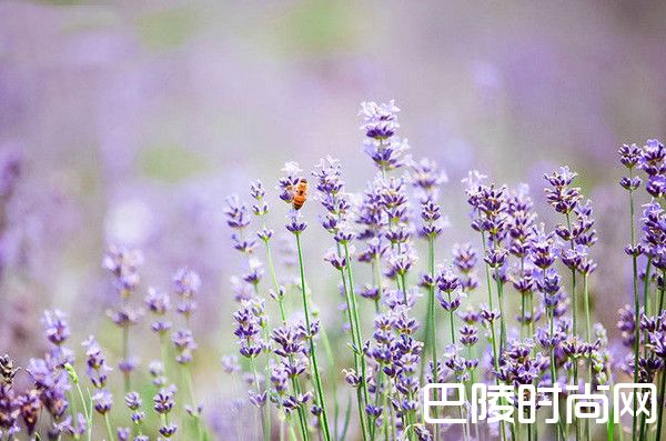 2018上海崇明薰衣草节时间地点门票